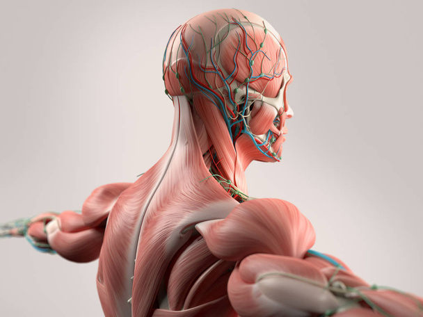 Модель анатомии спины человека
 - Фото, изображение