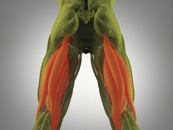 Modelo de anatomía de grupo muscular isquiotibial
 - Foto, Imagen