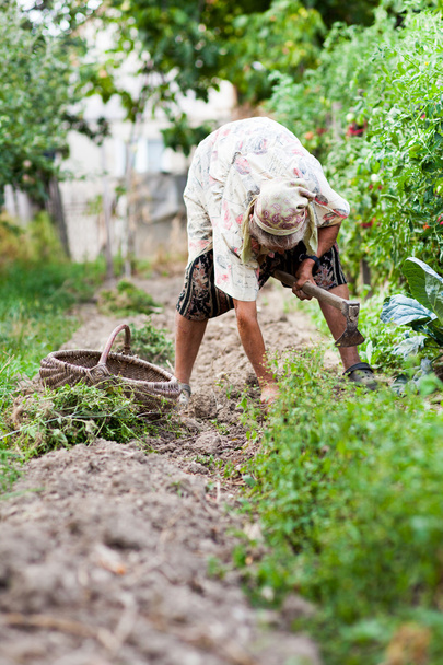 Old woman in the garden, weeding - Foto, Bild