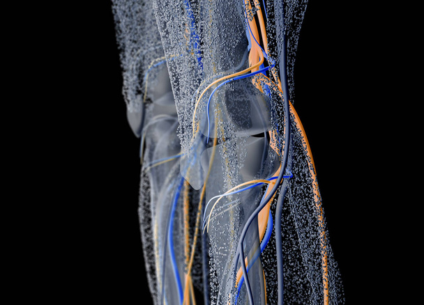 human Knee anatomy details - Photo, Image