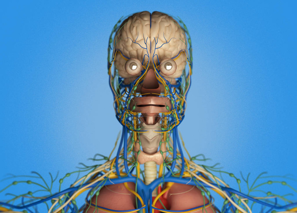 Sistema de impulso cerebral humano
 - Foto, Imagen
