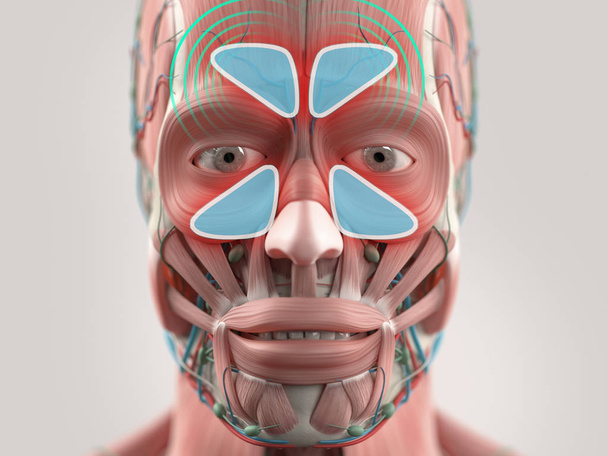 Modèle d'anatomie du visage humain
 - Photo, image