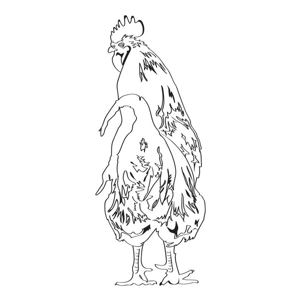 Sketch drawing of a Rooster 4 - Vector, afbeelding