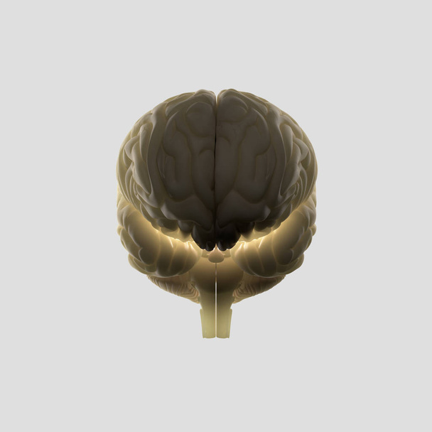 modelo de anatomia do cérebro humano - Foto, Imagem