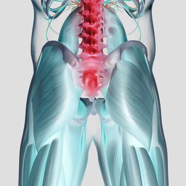 Modelo de anatomía de columna y pelvis humanas
 - Foto, Imagen