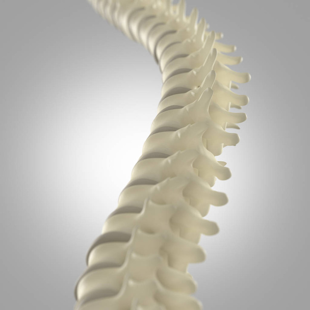 Modelo da coluna vertebral humana
 - Foto, Imagem