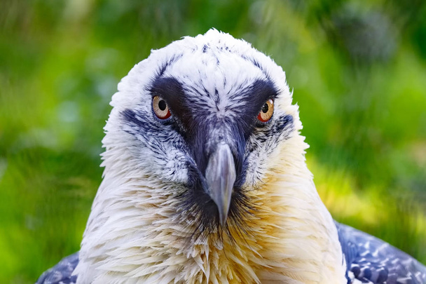 Portrait of a beard vulture (Cypaetus barbatus aureus) - Photo, Image