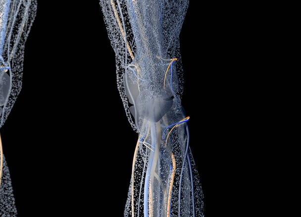 людське коліно подробиці анатомії
 - Фото, зображення
