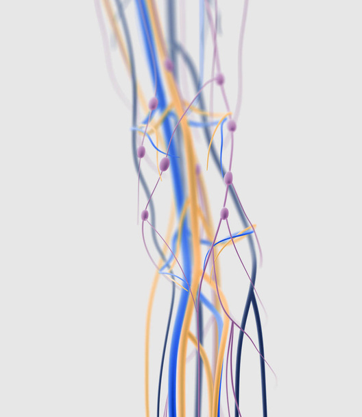 Anatomía de rodilla humana detalles
 - Foto, imagen