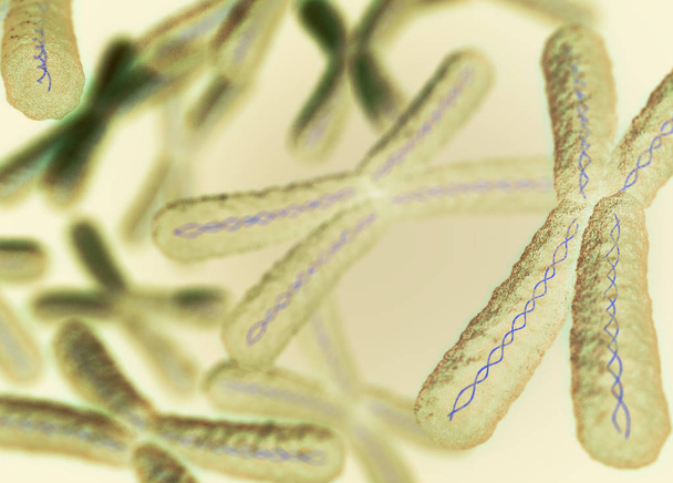 Chromosomes X microscopic models - Photo, image