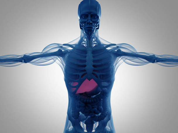 Ihmisen anatomian malli
 - Valokuva, kuva