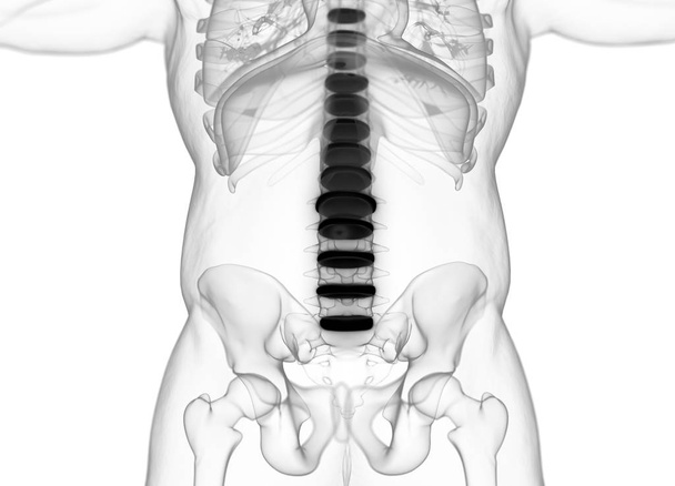 Modelo de anatomía de discos vertebrales humanos
 - Foto, Imagen