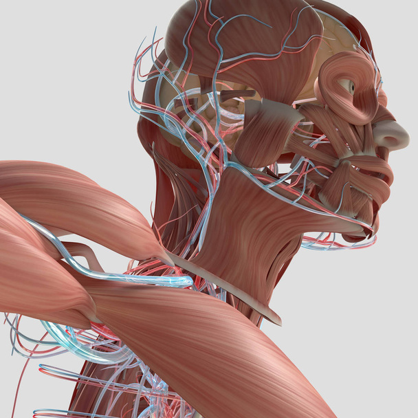 human head Muscular and vascular system - Photo, Image