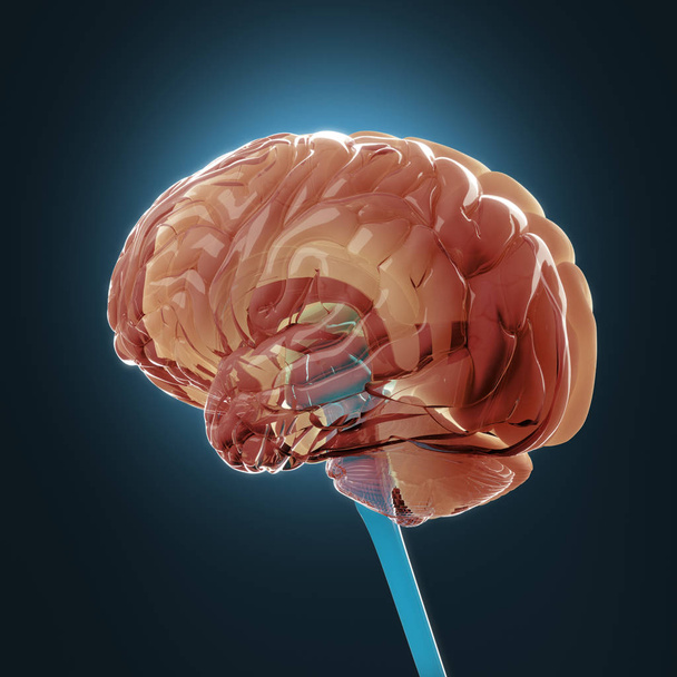 Μοντέλο ανθρώπινου εγκεφάλου - Φωτογραφία, εικόνα