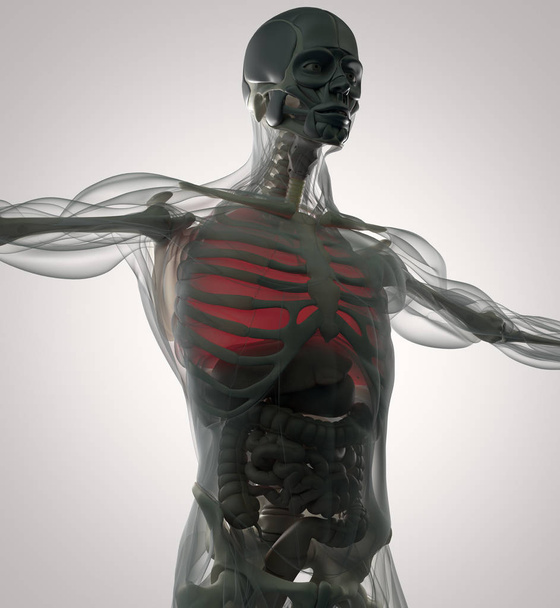 menselijke longen anatomie model - Foto, afbeelding