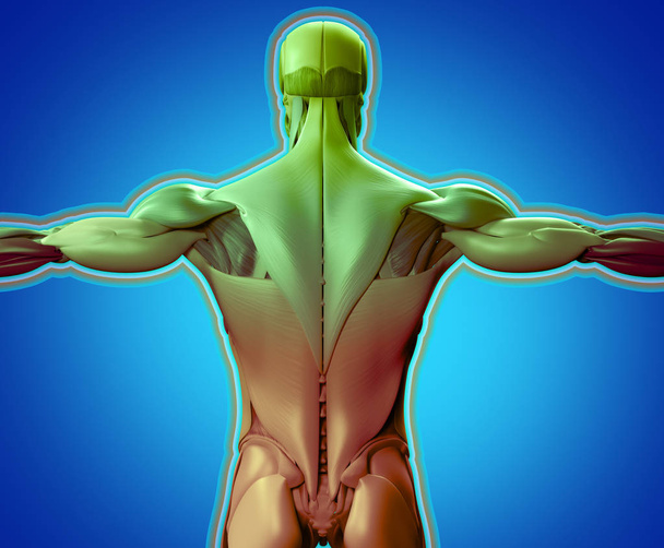 miehen ylävartalon selkälihakset
 - Valokuva, kuva