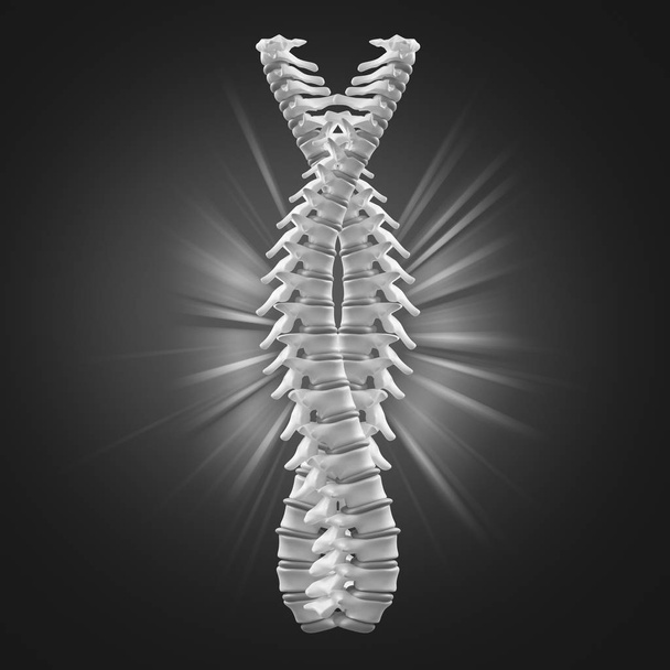 two rolled spines - Photo, Image
