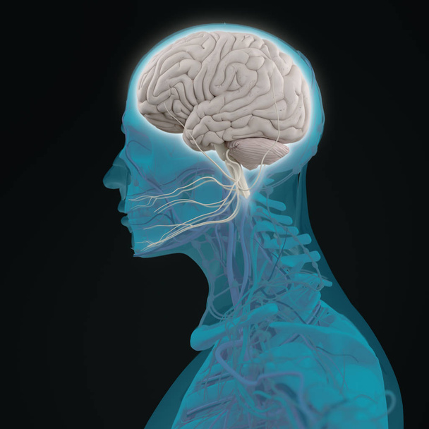 modèle d'anatomie de la tête humaine - Photo, image