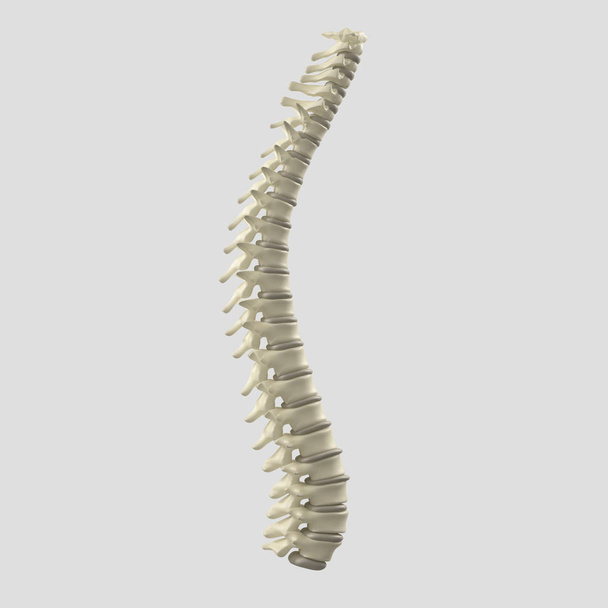 İnsan omurga modeli - Fotoğraf, Görsel
