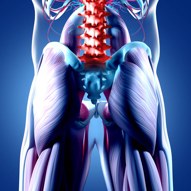 Human spine and pelvis anatomy model - Photo, Image