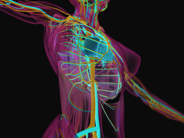 Anatomia ciała kobiety - Zdjęcie, obraz