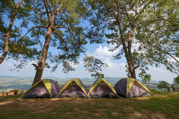 松林の下でキャンプやテント  - 写真・画像
