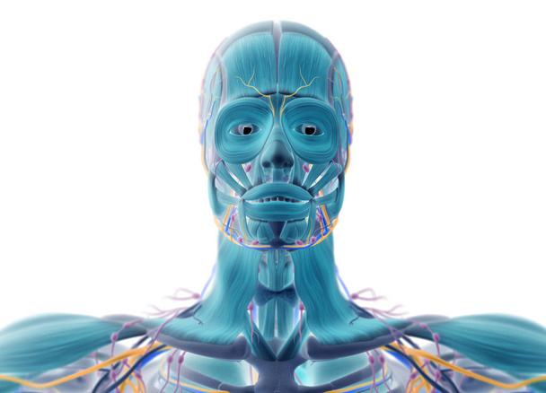 Emberi arcot anatómiai modell - Fotó, kép