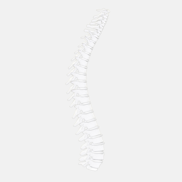 Modello di colonna vertebrale umana
 - Foto, immagini