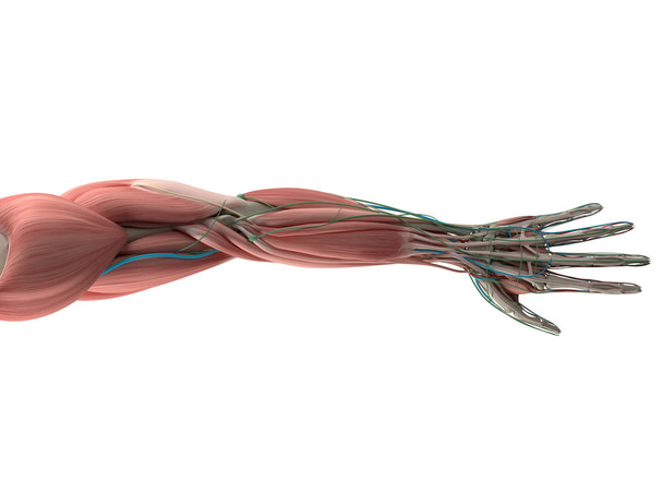 Anatomisches Modell des menschlichen Arms - Foto, Bild