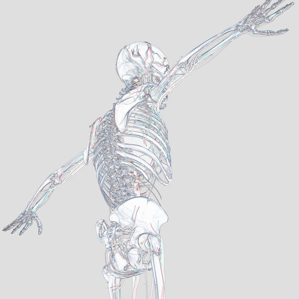 İnsan iskeleti anatomisi modeli - Fotoğraf, Görsel