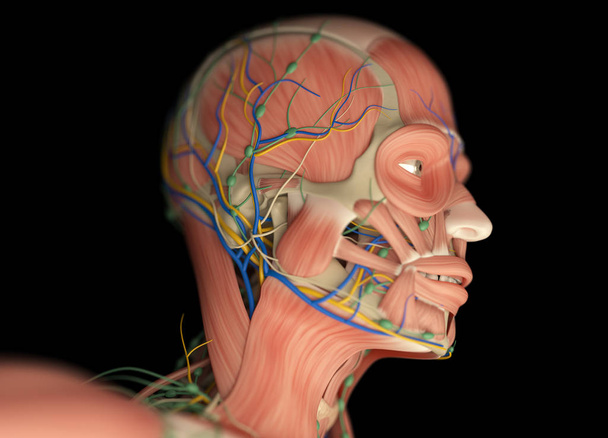 чоловіча модель анатомії голови
 - Фото, зображення