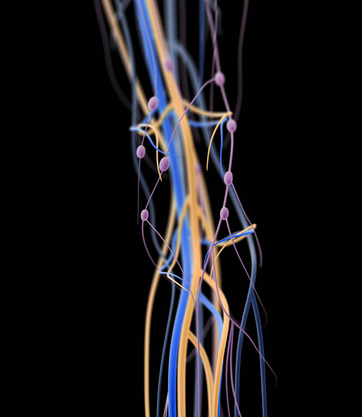 Anatomía de rodilla humana detalles
 - Foto, imagen