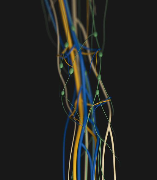 human Knee anatomy details - Photo, Image