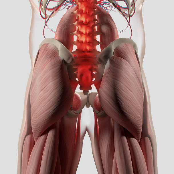 Anatomiemodell der menschlichen Wirbelsäule und des Beckens - Foto, Bild