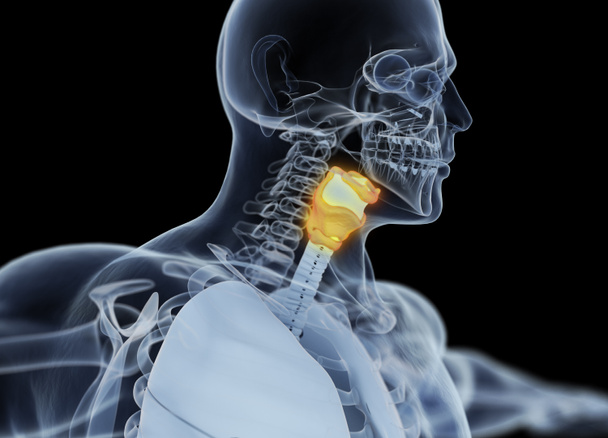 Modelo de anatomía de la glándula tiroides humana
 - Foto, imagen