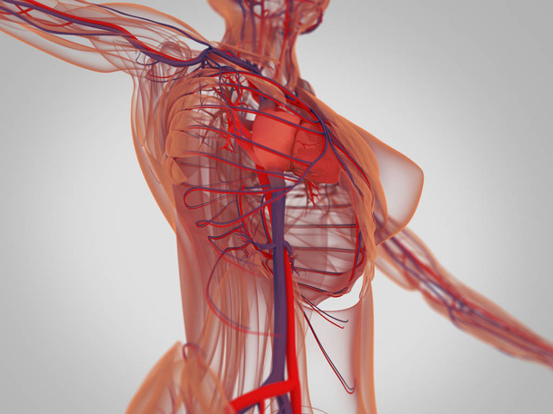 Анатомия женского тела
 - Фото, изображение