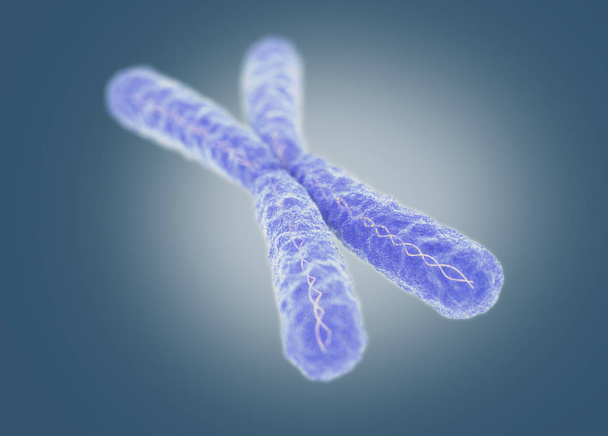 X kromoszóma mikroszkopikus modell - Fotó, kép