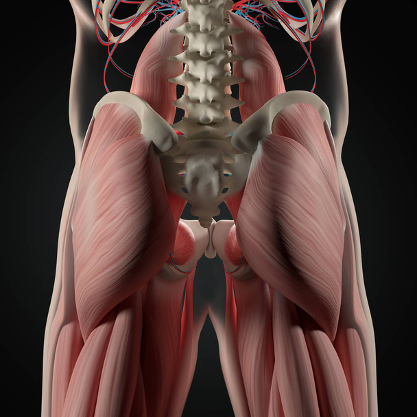 人間の背骨と骨盤の解剖モデル - 写真・画像