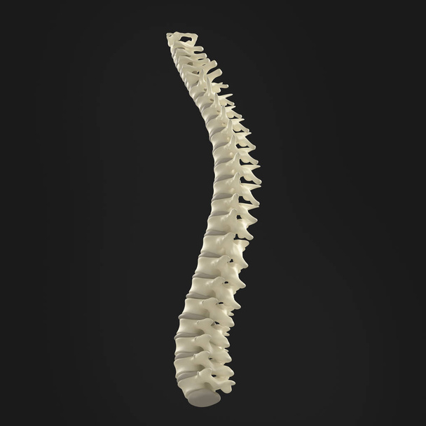 Human spine model - Фото, зображення