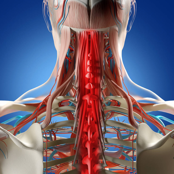 Modelo de anatomía del cuello y la columna vertebral humanos
 - Foto, Imagen