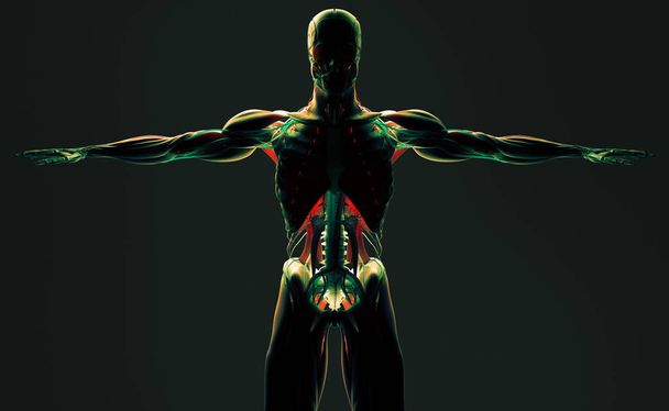 Modelo de anatomía humana
 - Foto, Imagen