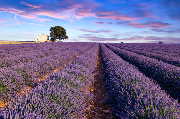 Lavender field summer  near Valensole - Photo, Image