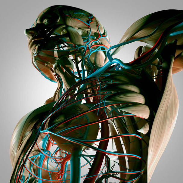 Anatomía del torso humano
  - Foto, Imagen