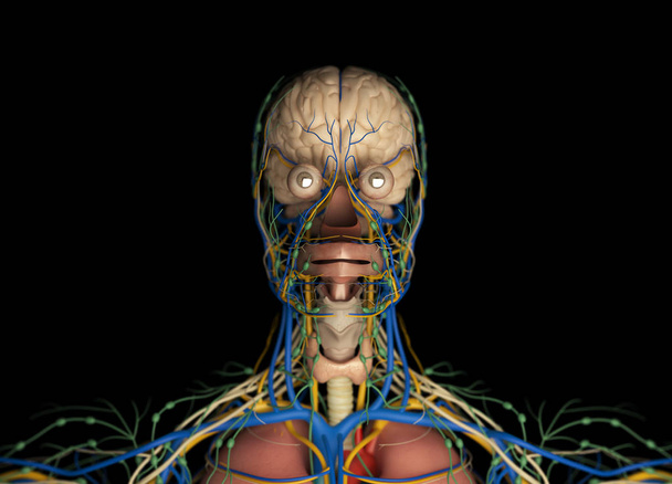 Sistema de impulso cerebral humano
 - Foto, Imagem