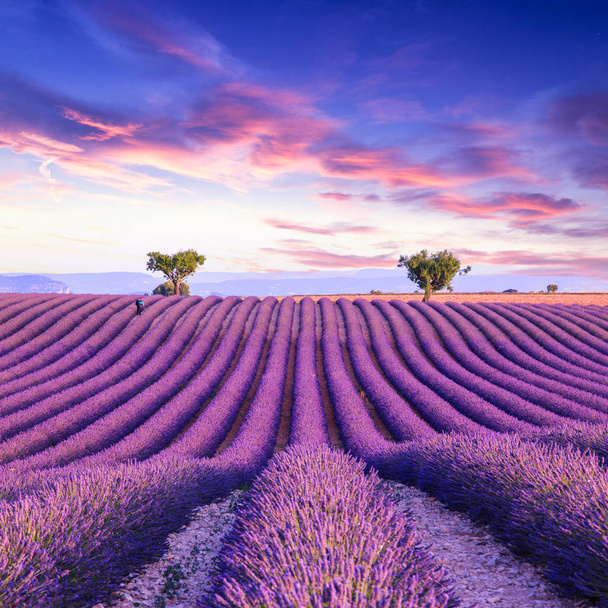 Lavender field summer sunset landscape - Foto, afbeelding