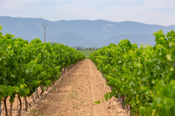 Vineyards in Provance, France - Fotoğraf, Görsel