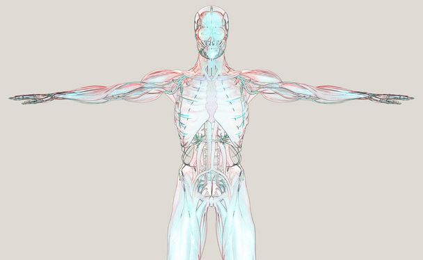 Modello anatomico umano
 - Foto, immagini