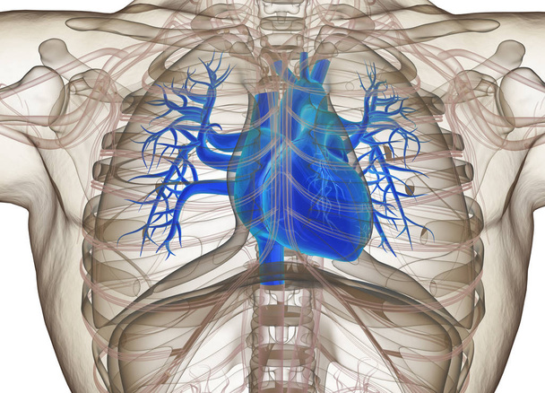 Human heart anatomy model - Photo, Image