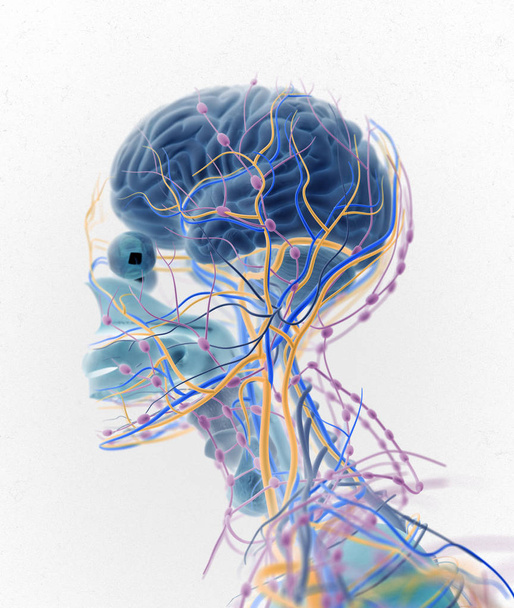 Sistema de impulso cerebral humano
 - Foto, Imagem