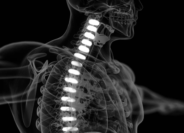 Ανθρώπινη σπονδυλική στήλη δίσκους ανατομία μοντέλο - Φωτογραφία, εικόνα